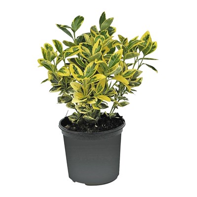 Euonymus for Emerald or P13 cm