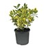 Euonymus for Emerald gold P13 cm