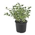Euonymus for Emerald Gaiety P13 cm