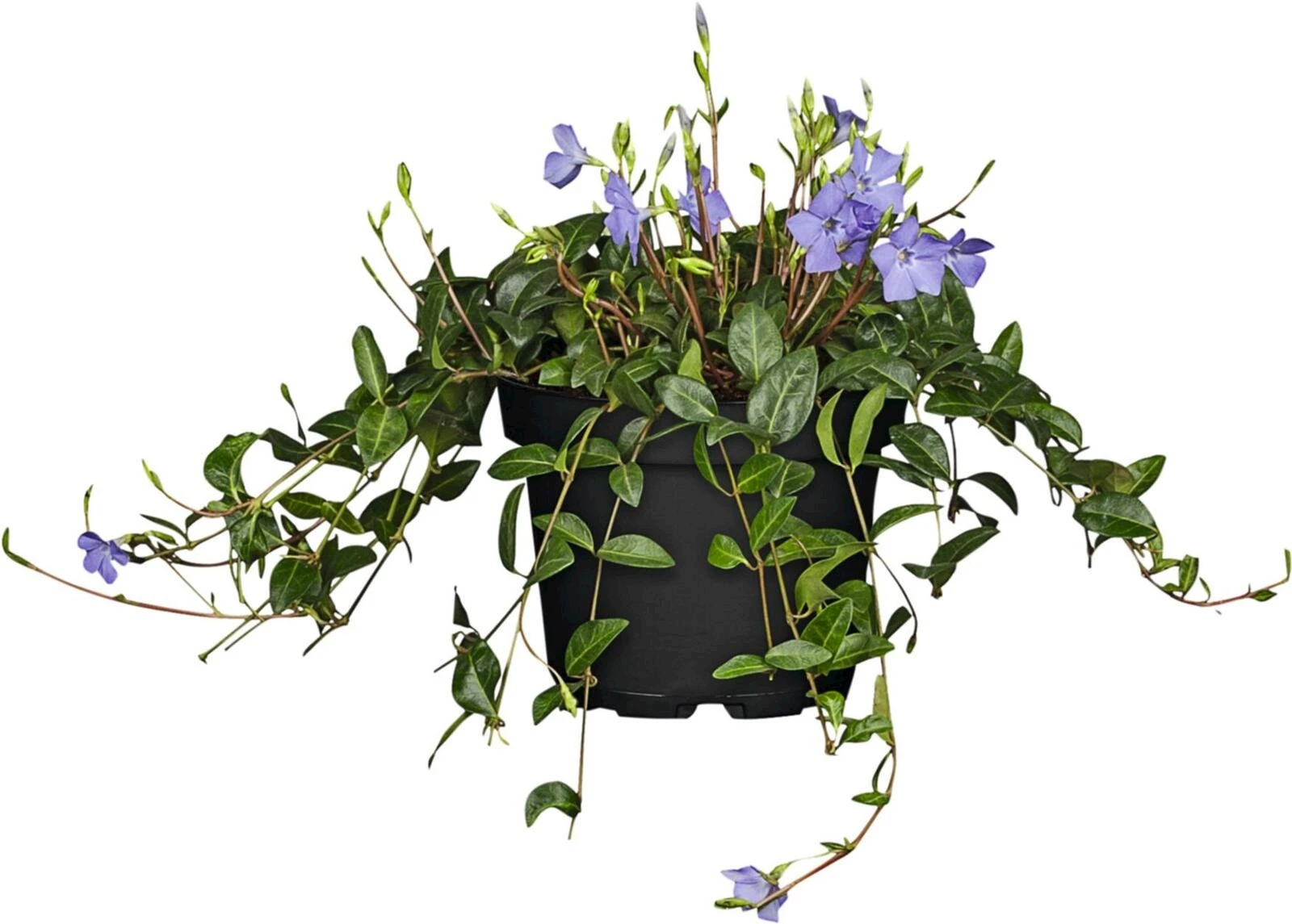 Vinca minor Marine P13 cm