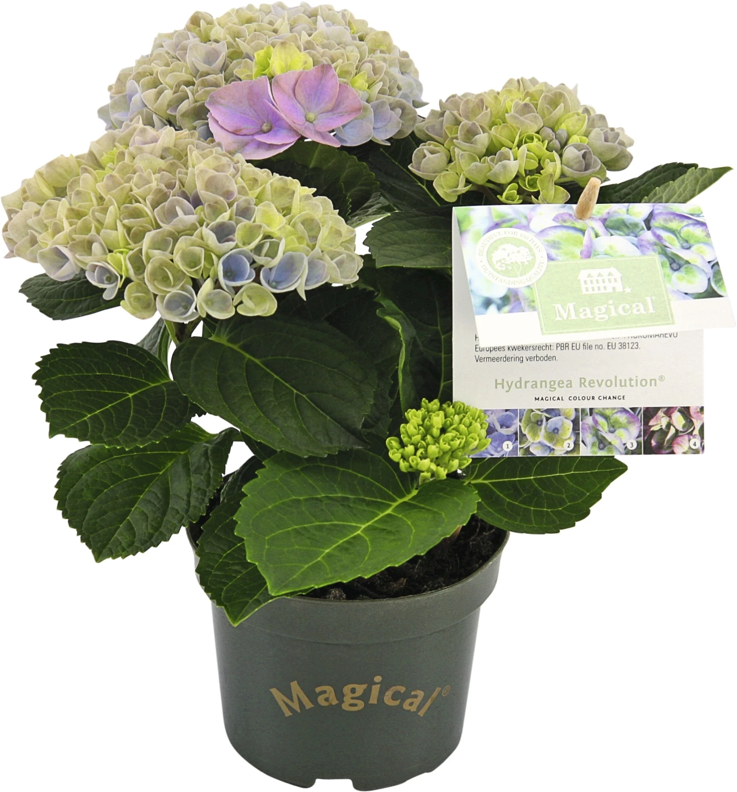 Hydrangea  3+ Dolden P10.5 cm