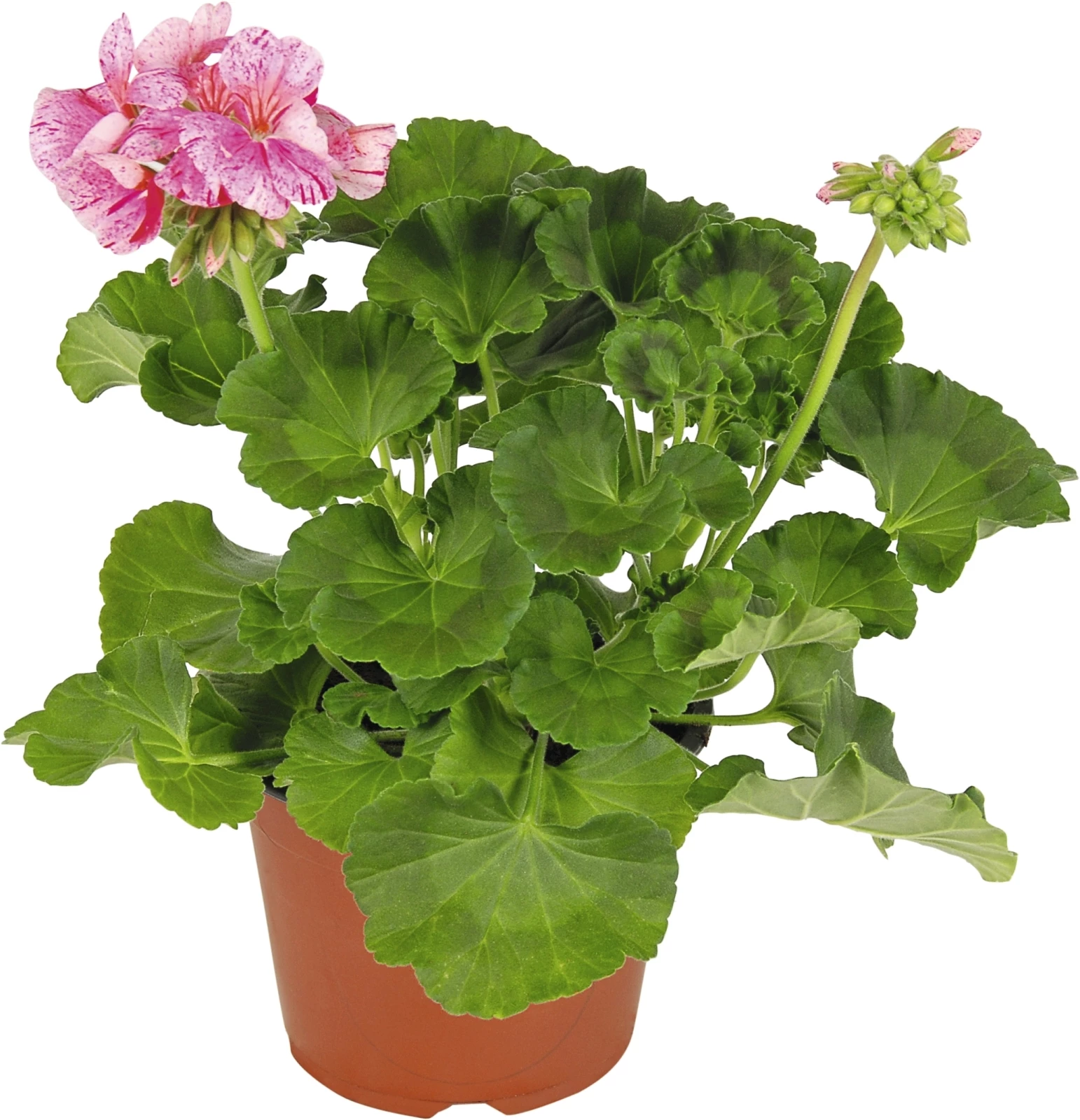 Geranien Avenida Mix P13 cm kaufen Einjährige Beet u. Balkonpflanzen