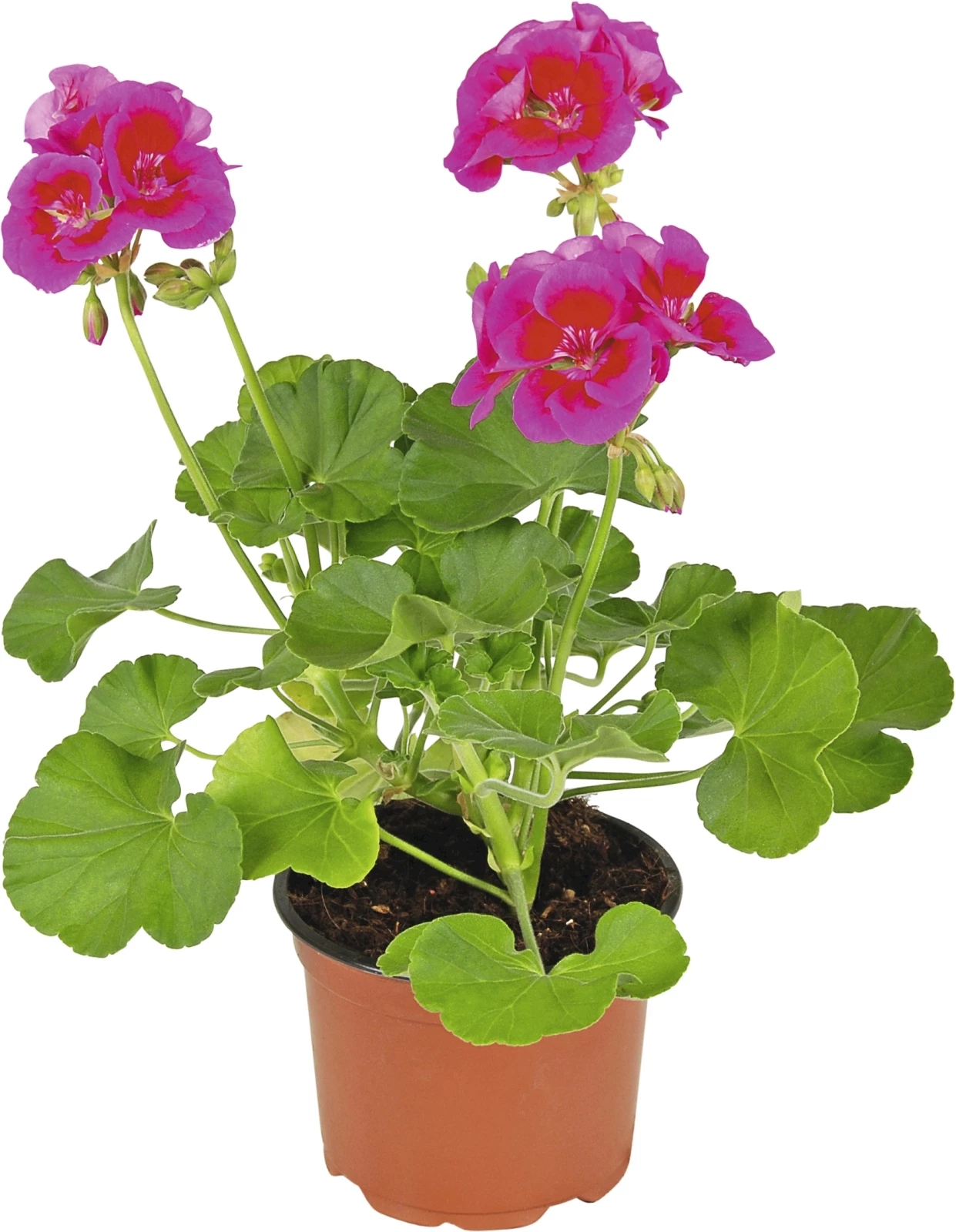 Geranien Steher 2-farb. P13 cm