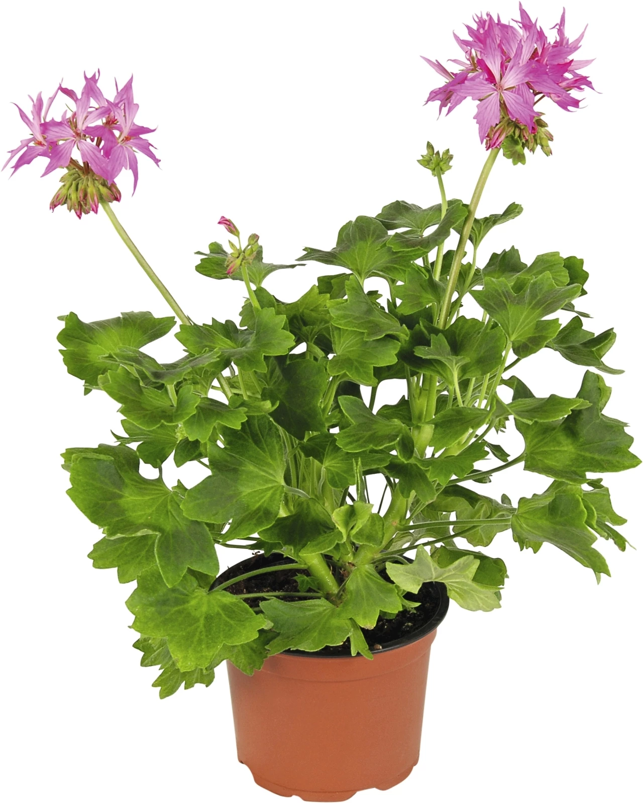 Geranien Fireworks Mix P13 cm