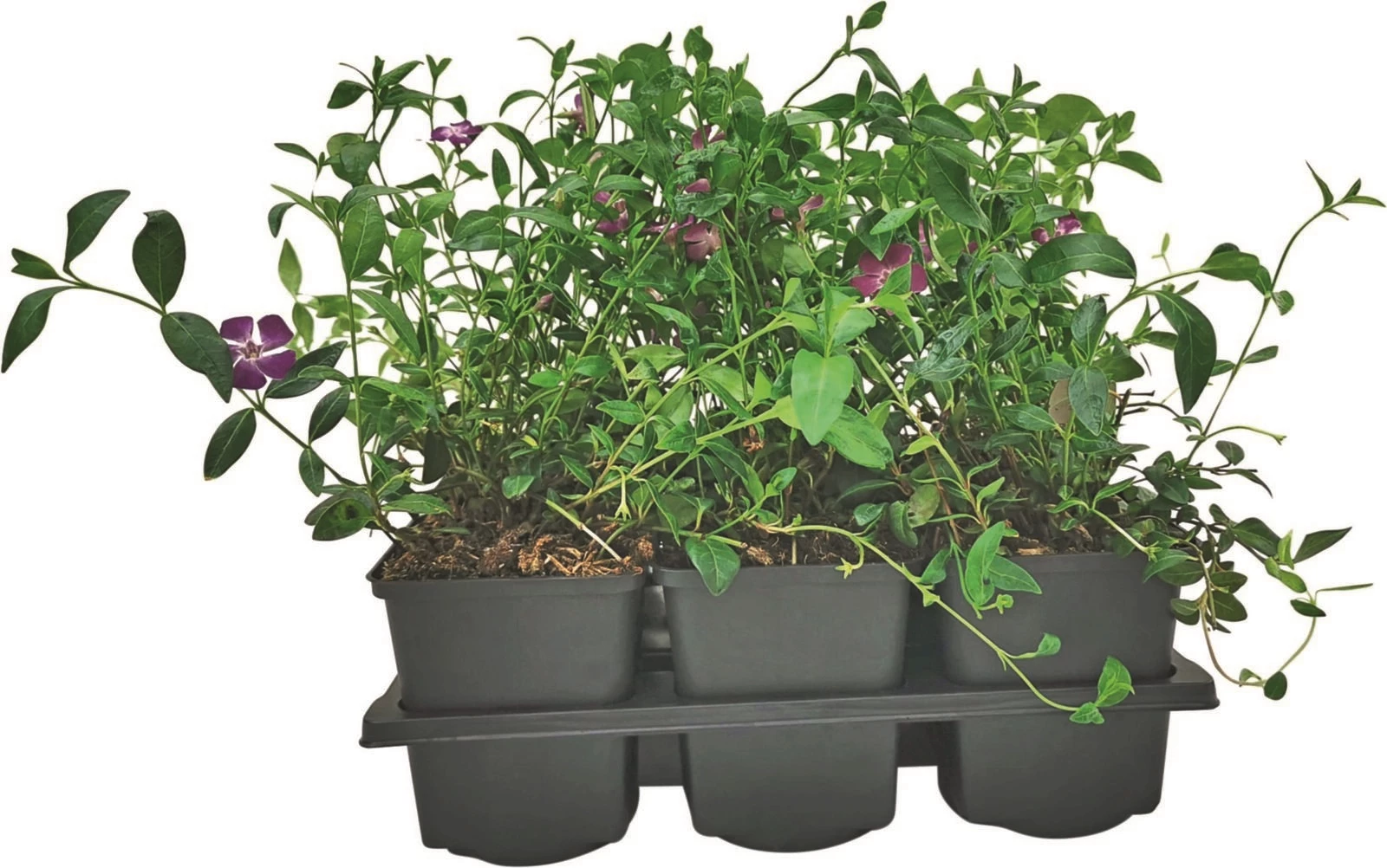 Vinca minor rot/violett 6er Set
