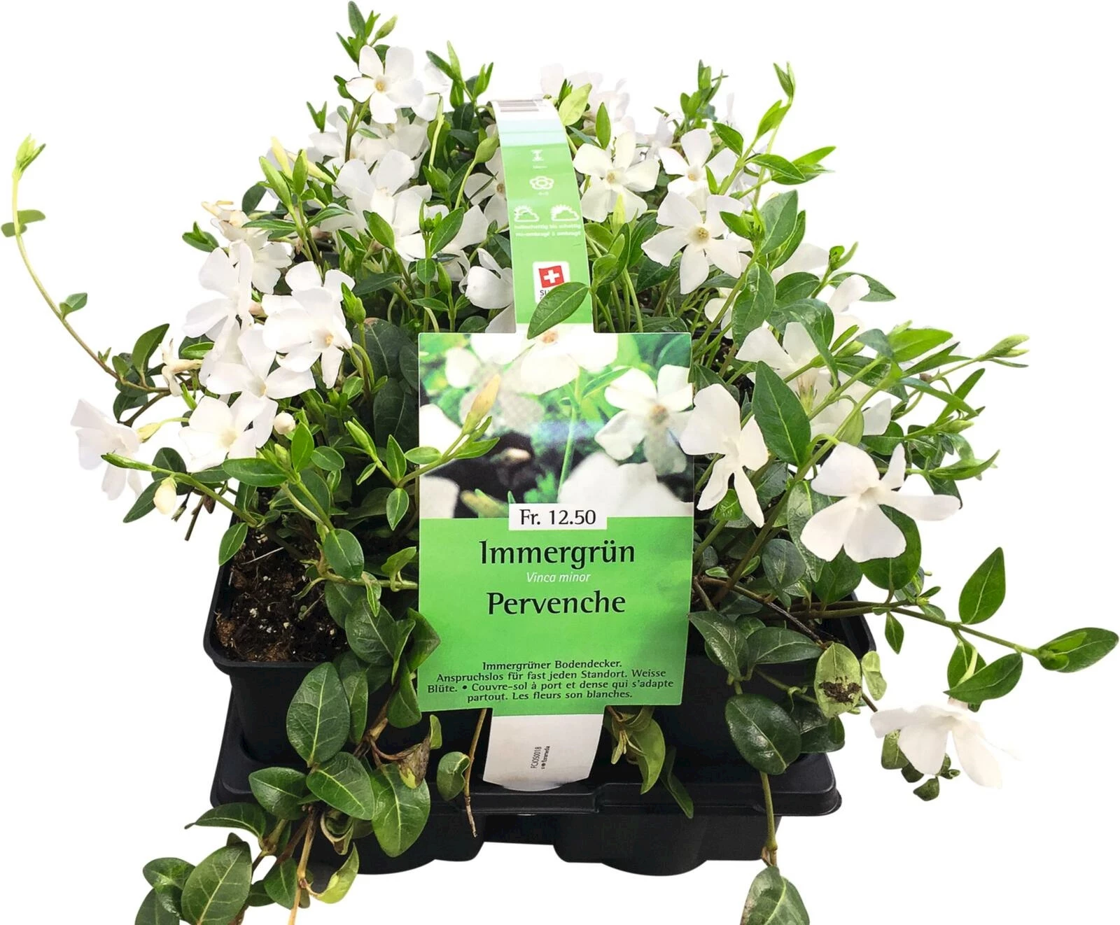 Vinca minor weiss 6er Set