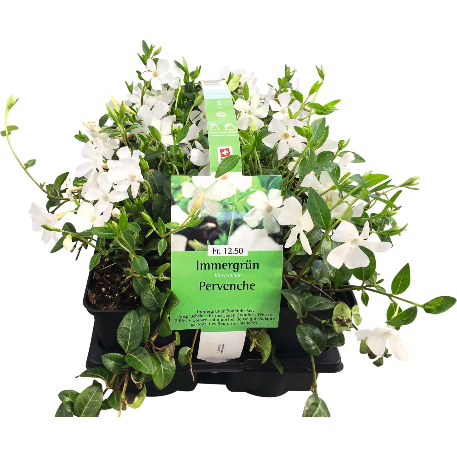 Petite pervenche blanche lot de 6 Acheter - Plantes grimpantes et plantes  pérennes - LANDI
