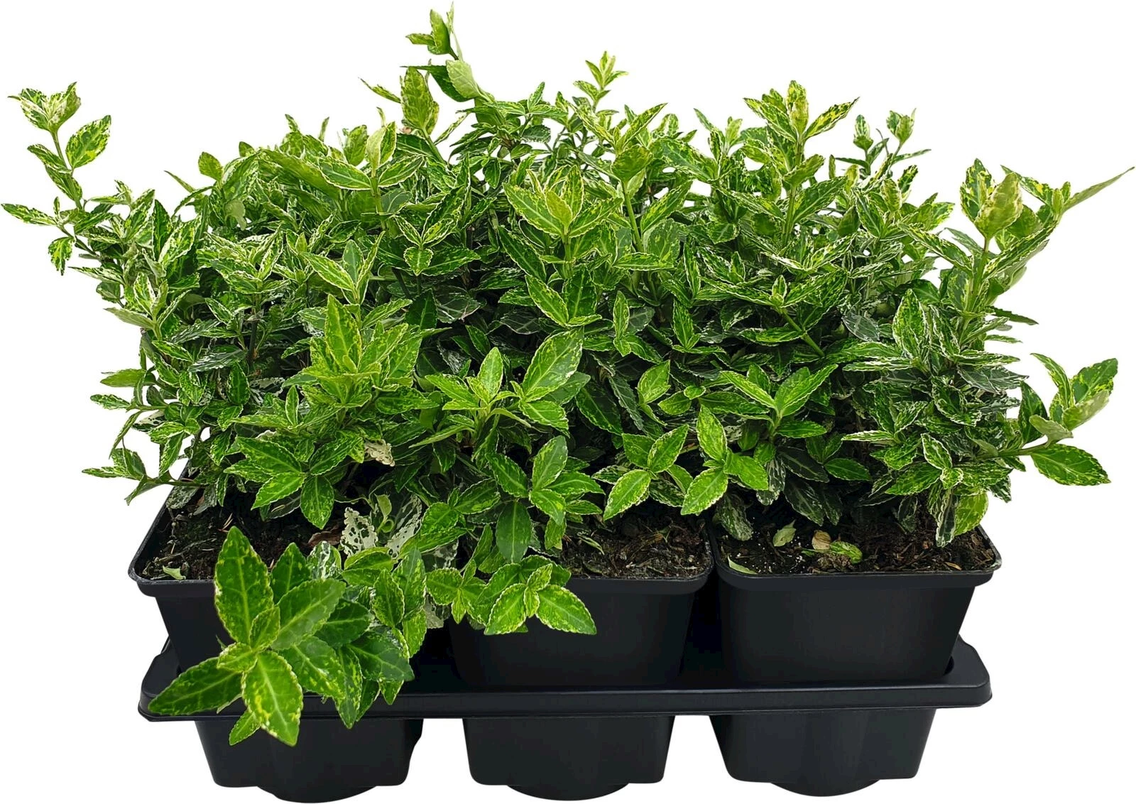 Euonymus harlekin 6er Set