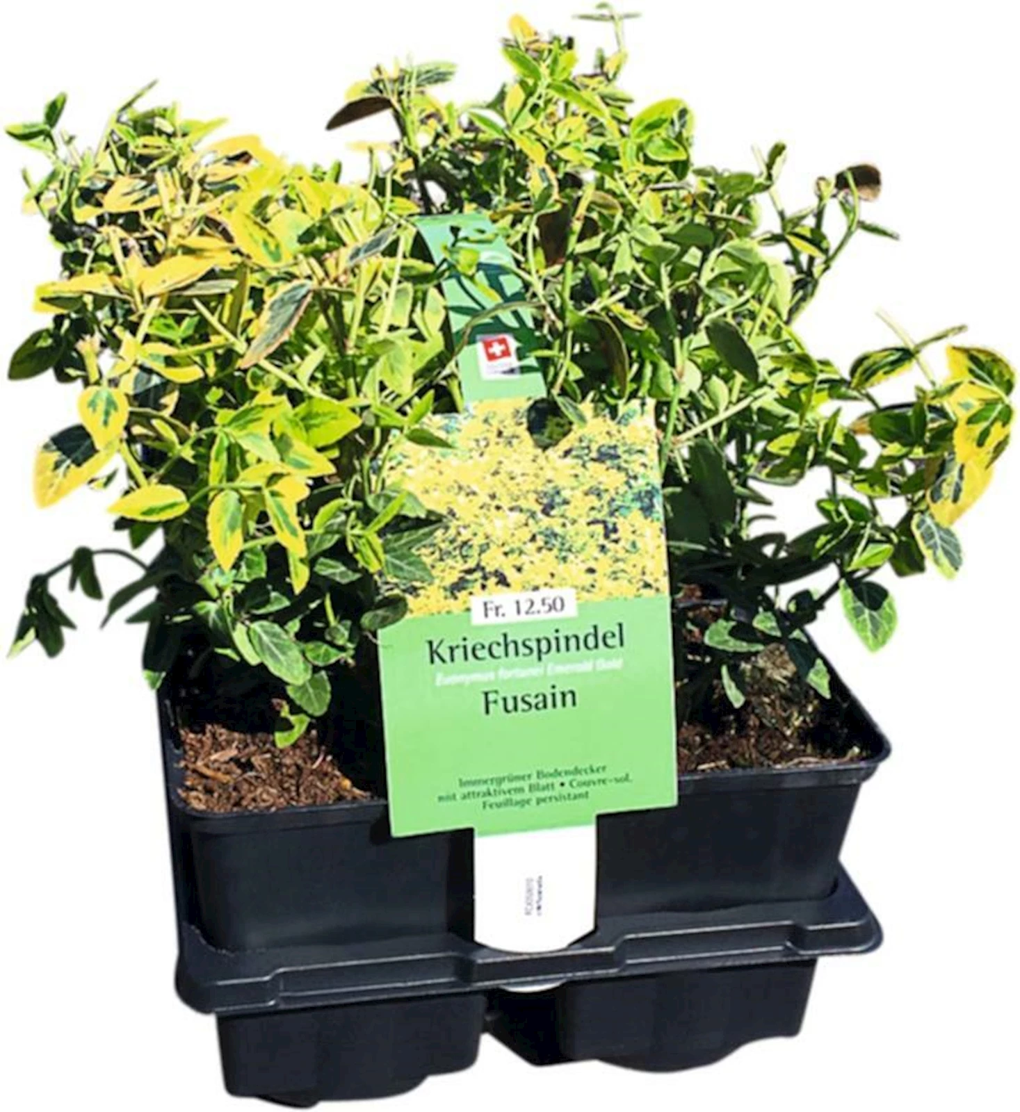 Euonymus Emerald Gold 6er Set