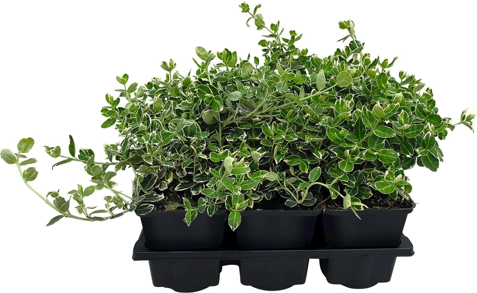 Euonymus Emerald Gaiety 6er Set