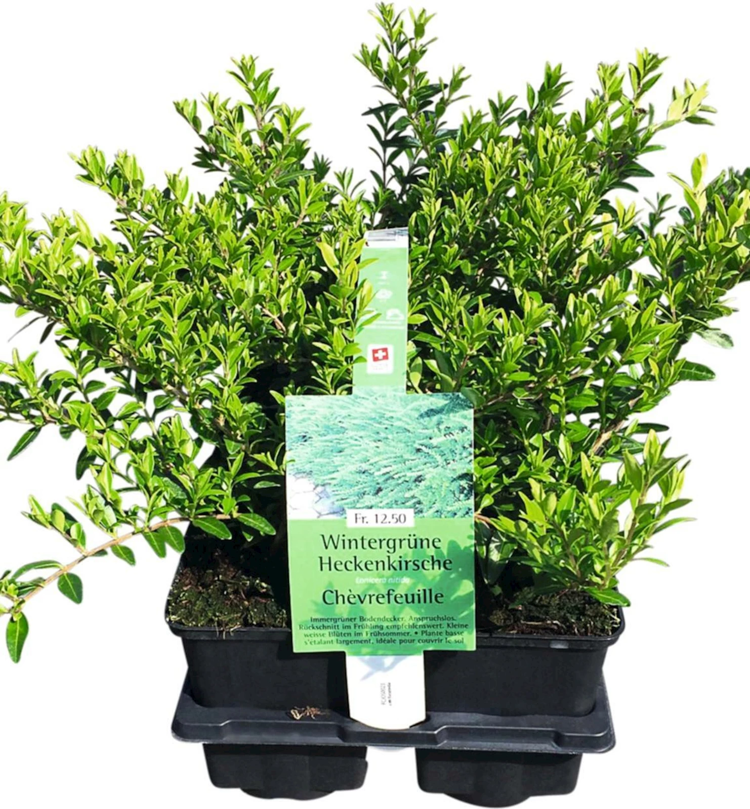 Lonicera nitida 6pcs