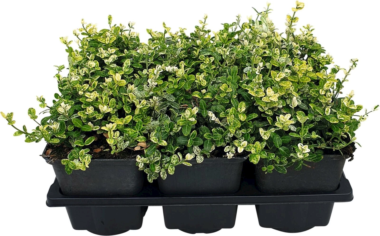 Euonymus silverstone 6er Set