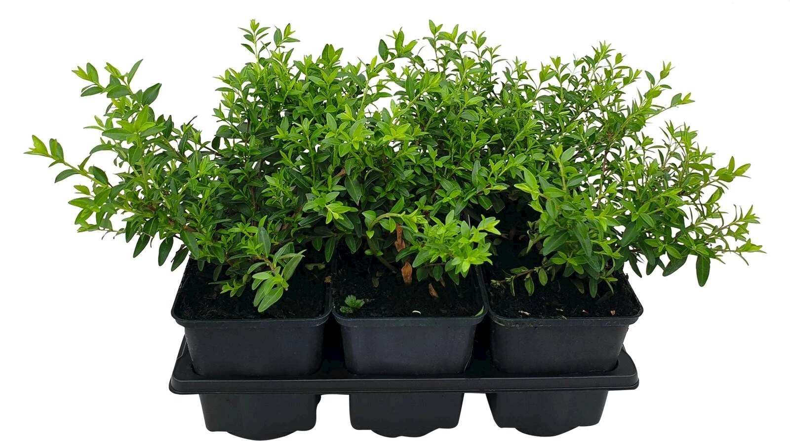 Euonymus radicans 6er Set
