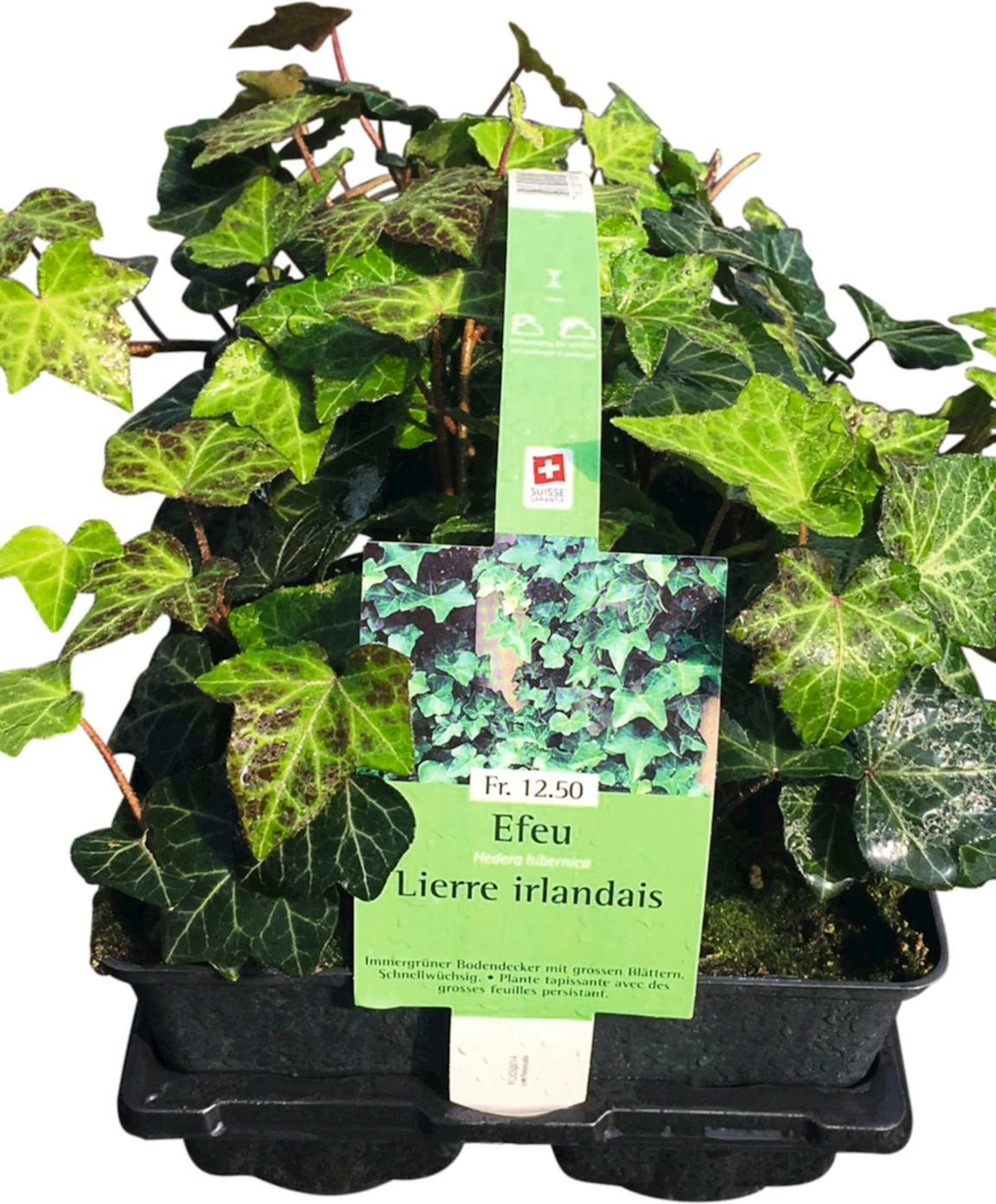Hedera Hibernica lot de 6