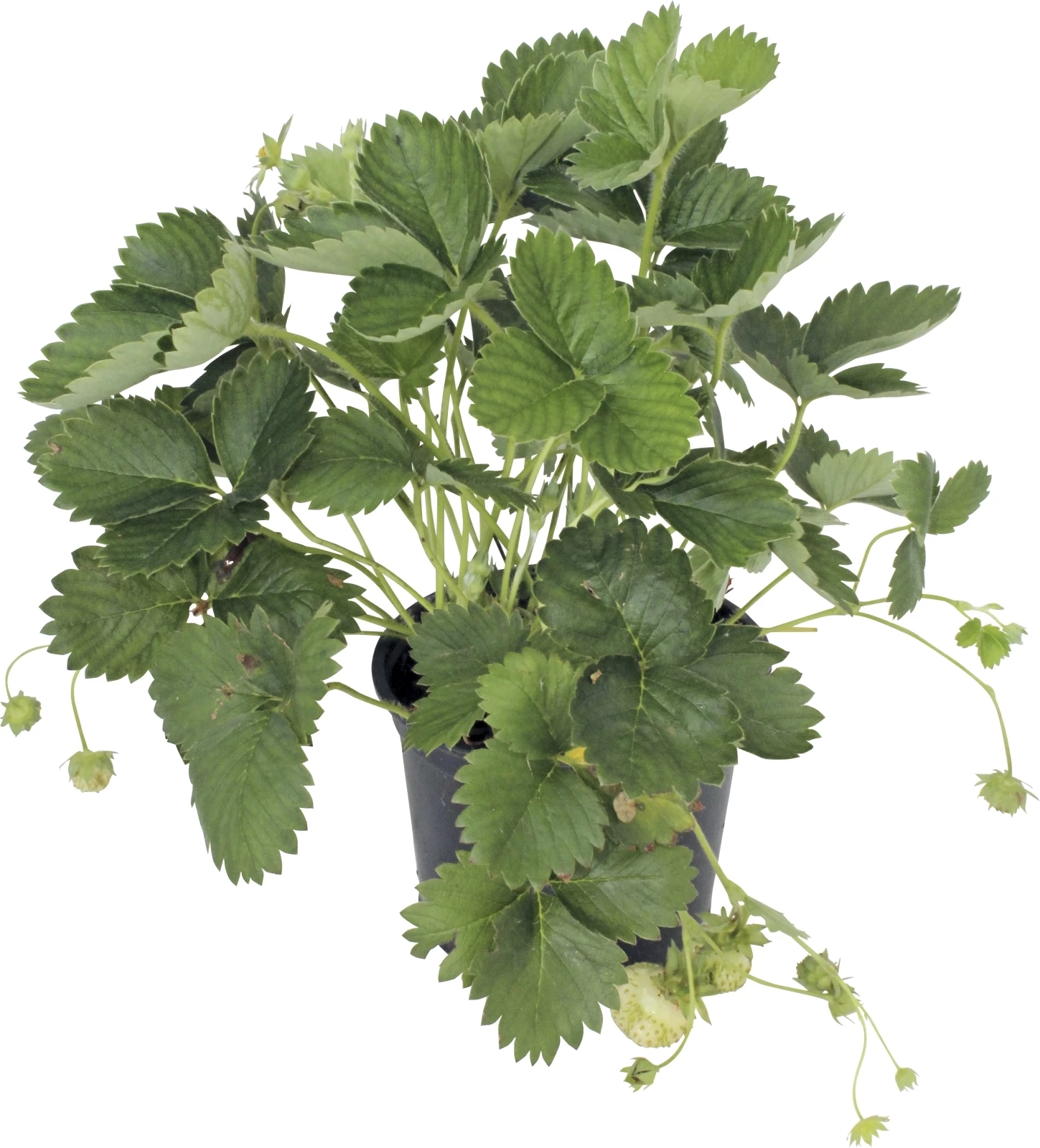 Balkonerdbeeren P12 cm