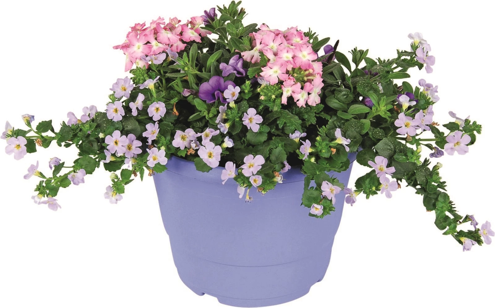 Fleur d'été Carneval P17 cm