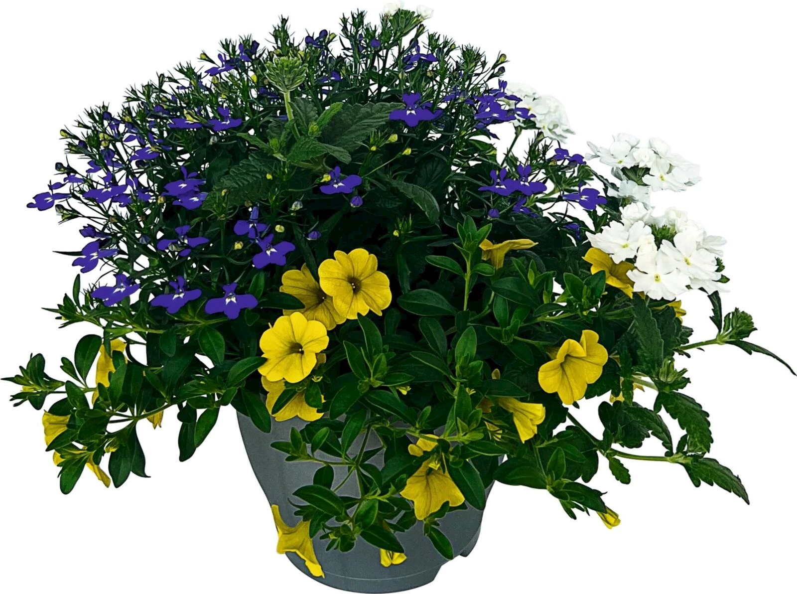 Fleur d'été Carneval P17 cm