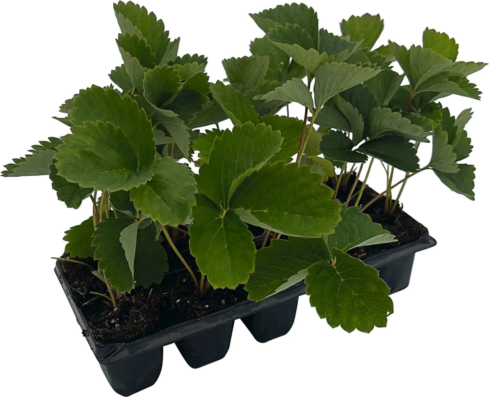 Erdbeeren Wädenswil 10er Schale