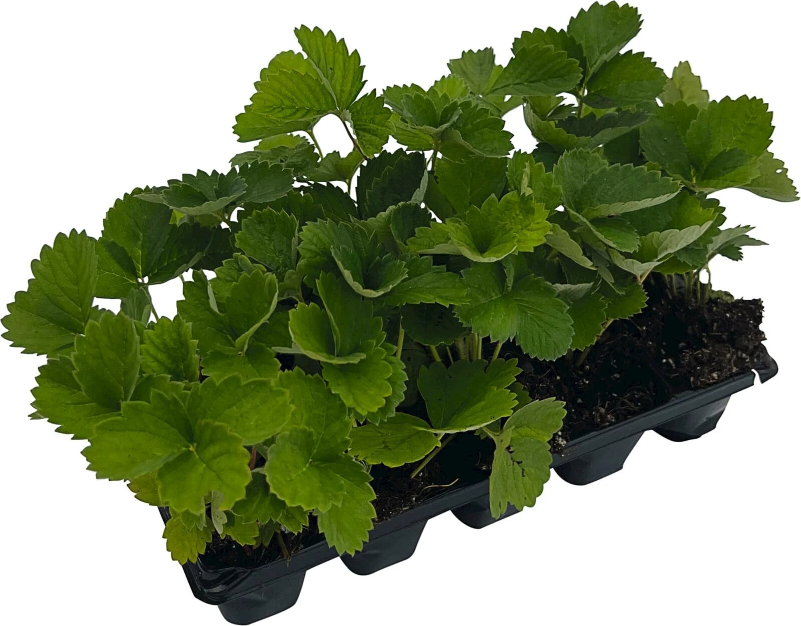 Erdbeeren Albion 10er Schale