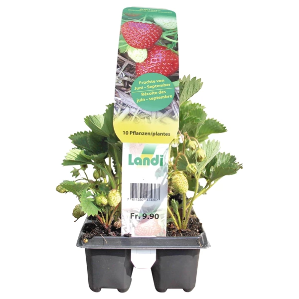 Erdbeeren Albino 10er Schale kaufen - Obst u. Beeren - LANDI