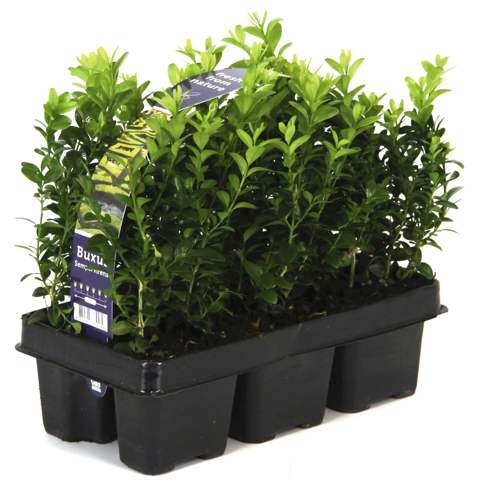 Buxus 6er Schale