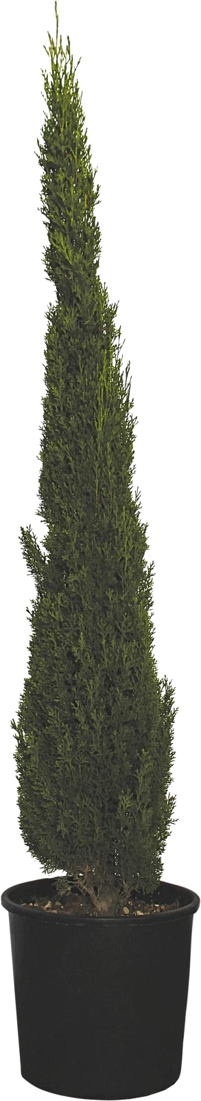 Cupressus Sempervirens Totem P10 l