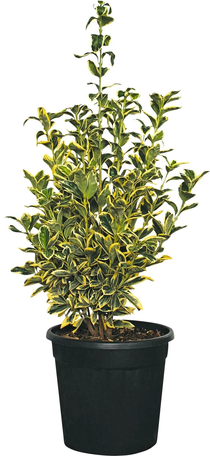 Euonymus Bravo P10 l