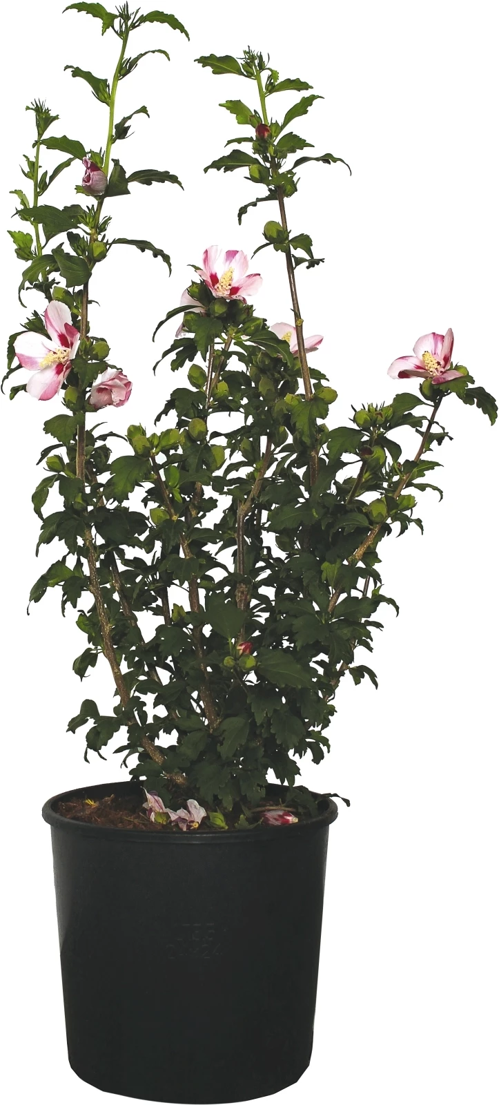 Hibiscus Syriacus P10 l