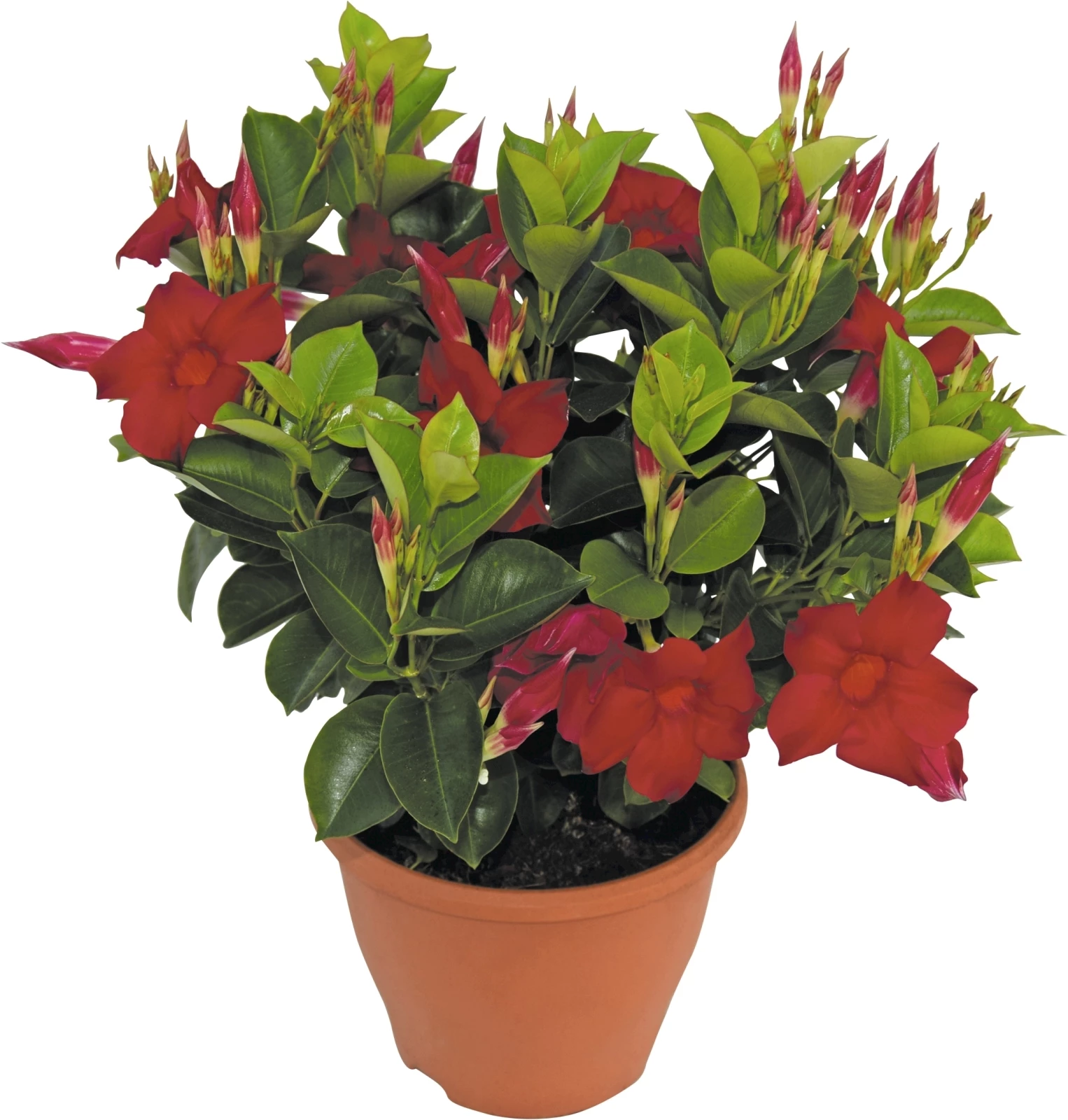 Dipladenia buisson P19 cm