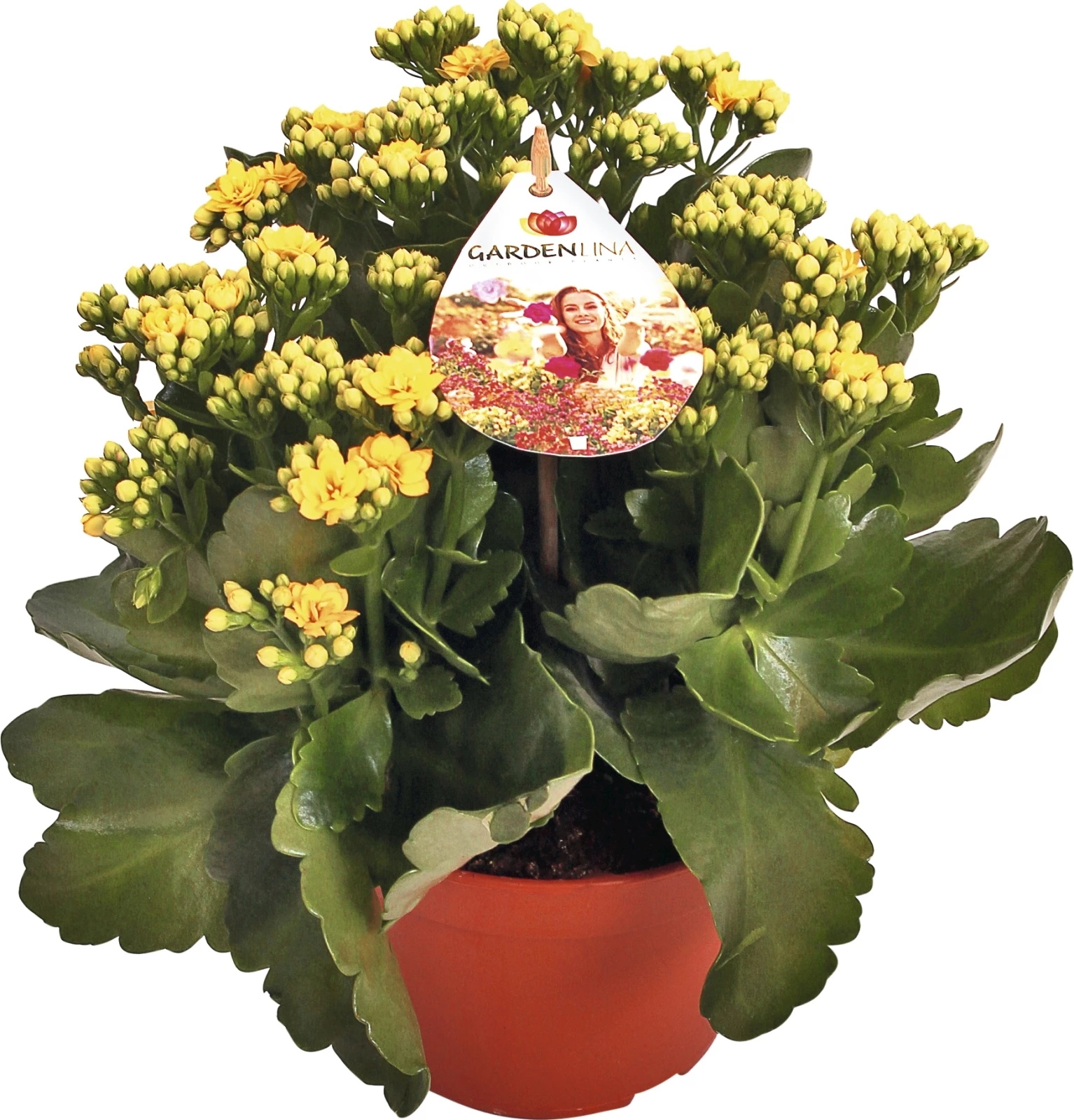 Gartenkalanchoe ÜT P15 cm