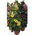 Plantes grimpantes éspalier P23 cm