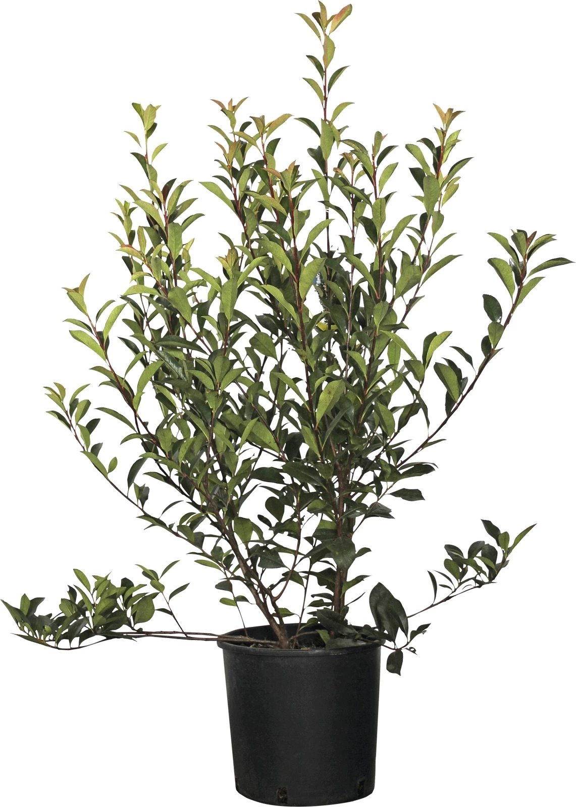 Photinia fraseri R. Robin Busch P10 l