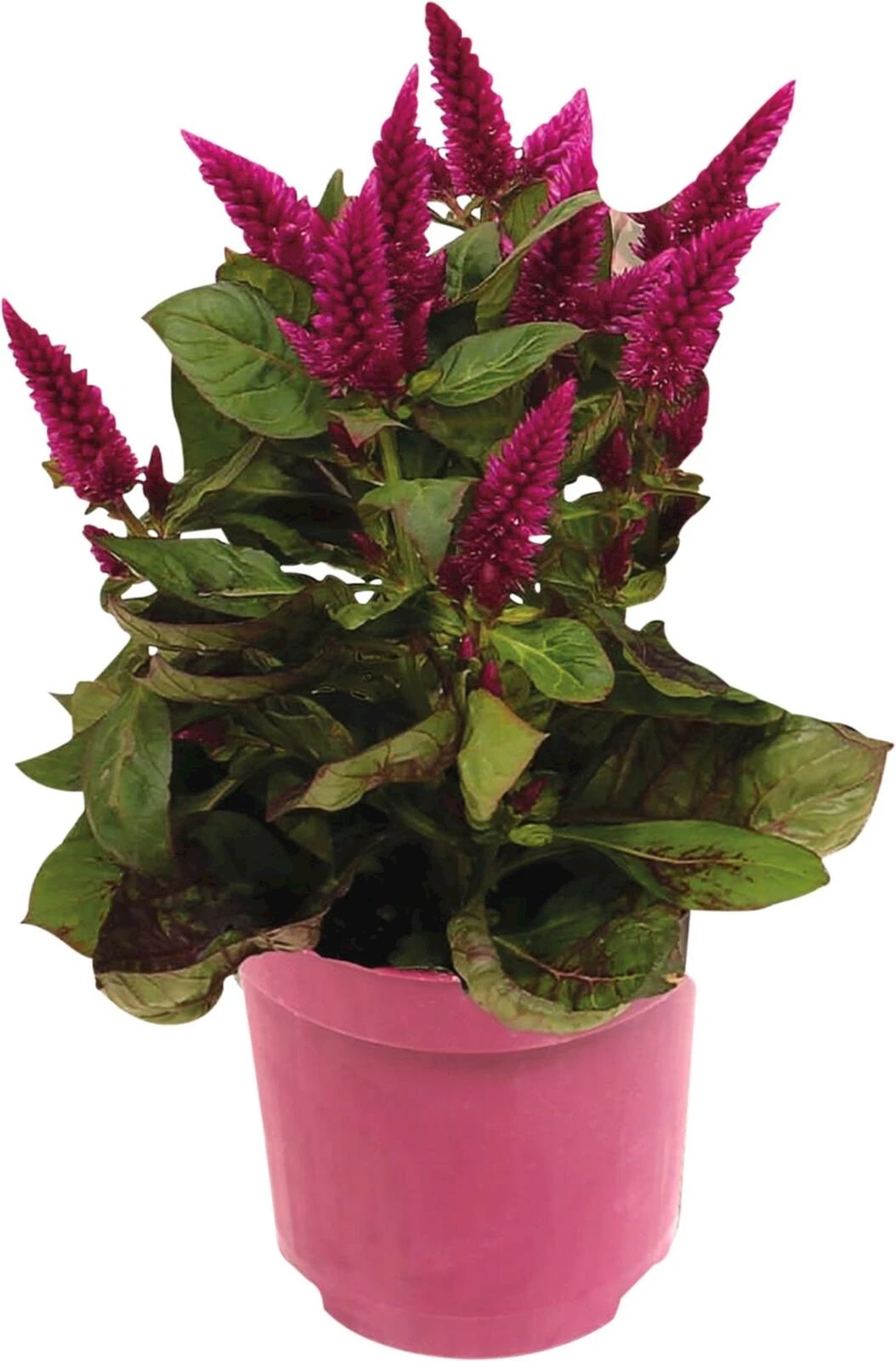 Celosia 'Mystic Shades' P12 cm