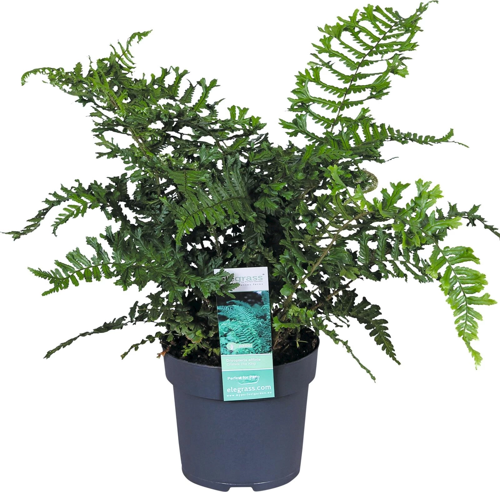 Farne Mix P14 cm kaufen Kletterpflanzen u. mehrjährige Pflanzen LANDI