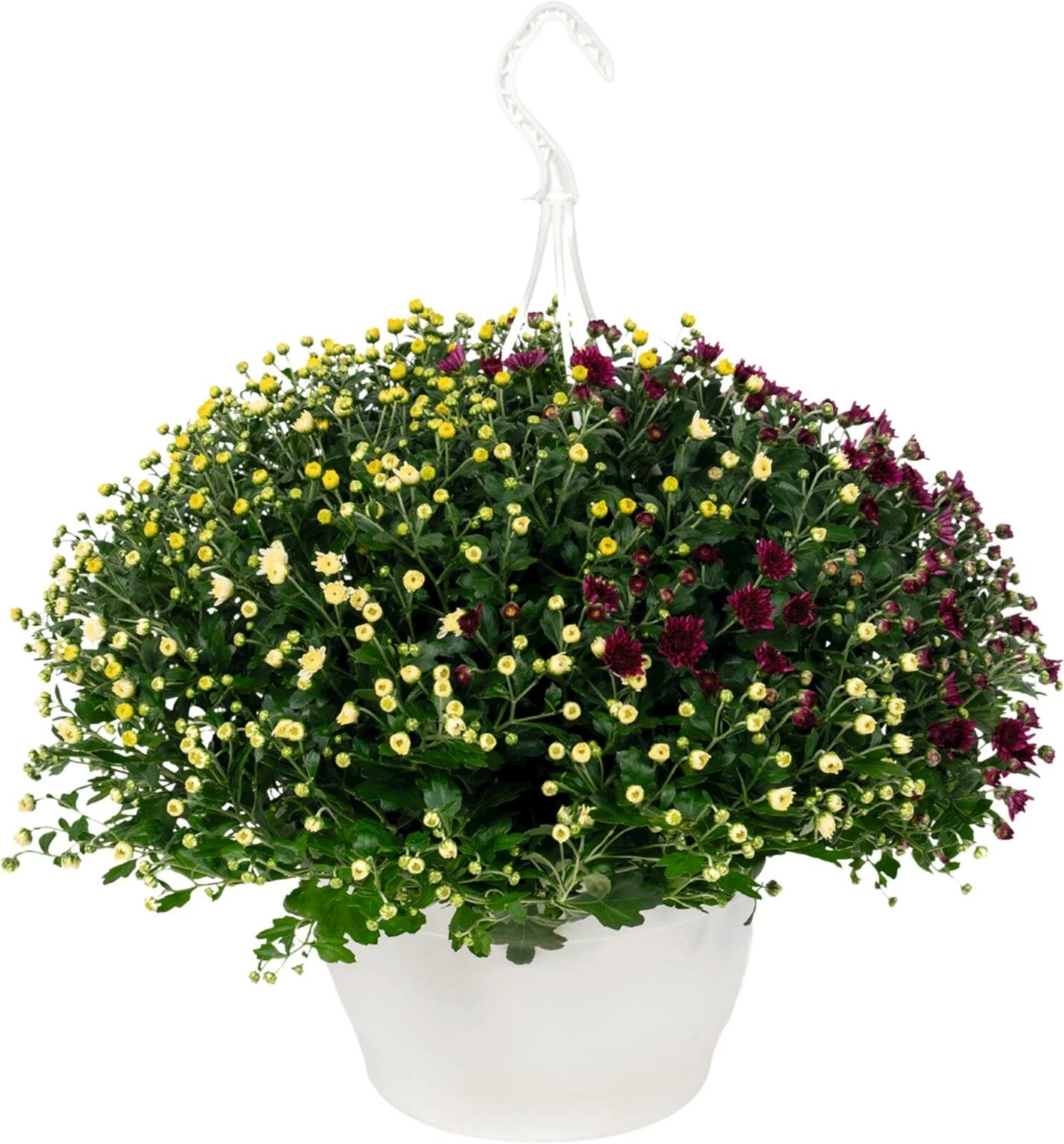 Chrysanthemen Skyfall Ampel P25 cm