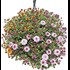 Chrysanthemen Skyfall Ampel P25 cm