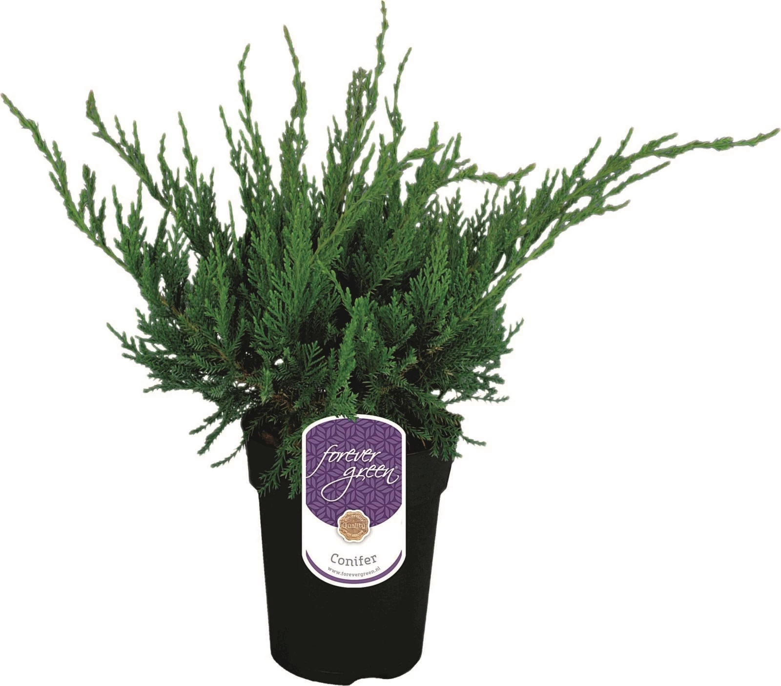 Balkonkoniferen P2 l