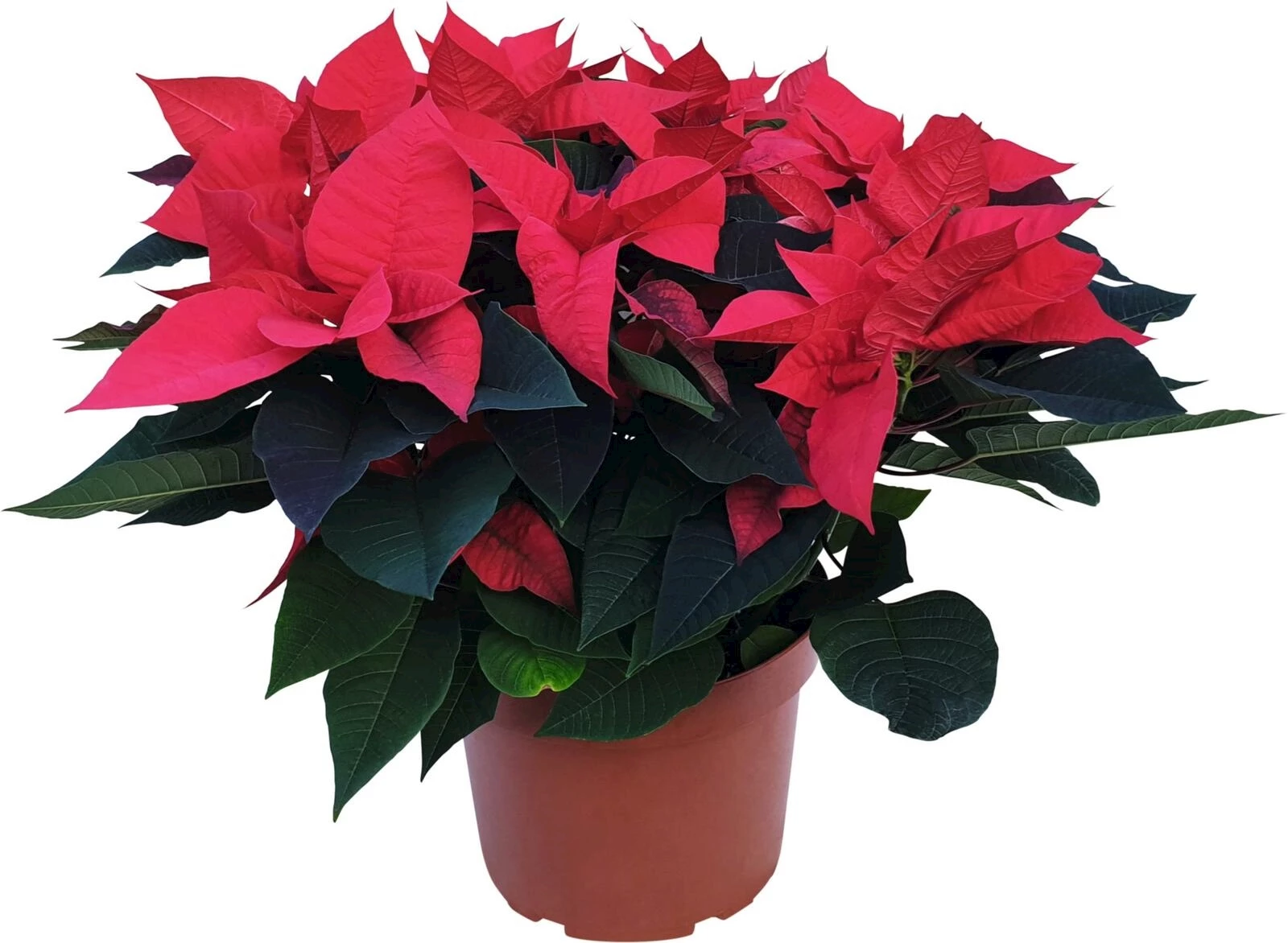 Etoile de noel Gigant P27 cm