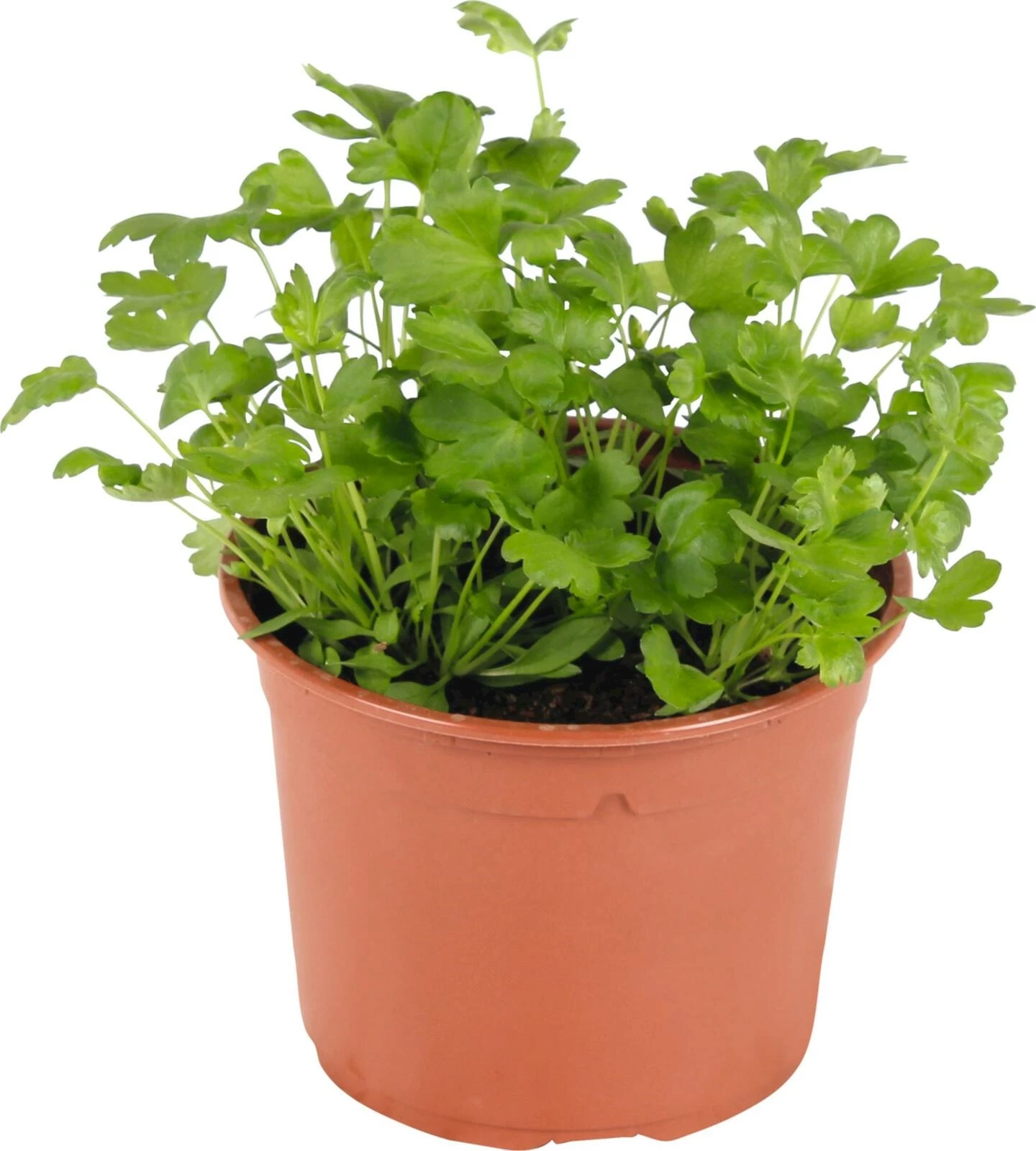 Petersilie glatt P14 cm