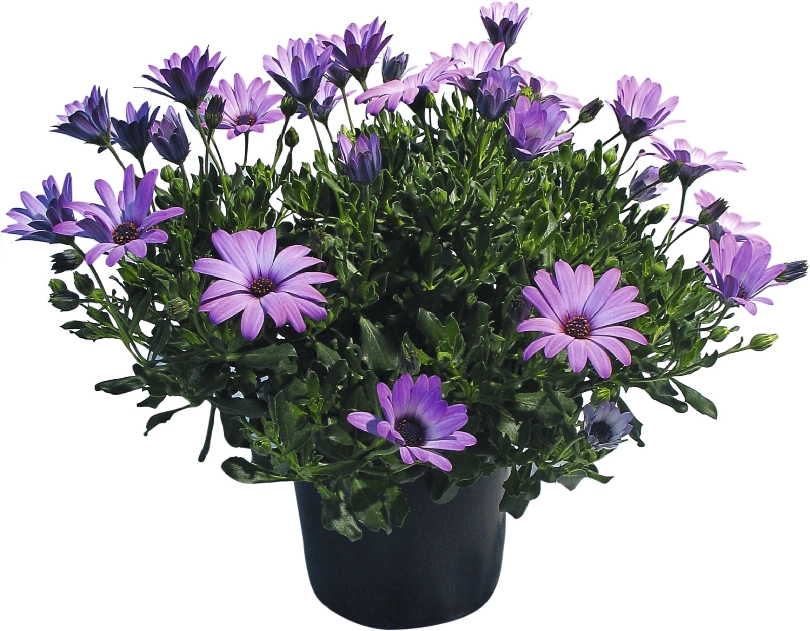 Osteospermum P14 cm