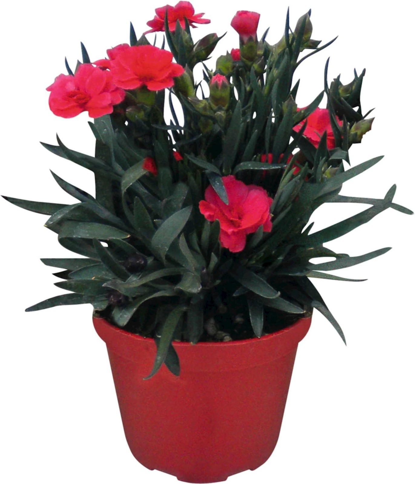 Dianthus Teneriffa P12 cm