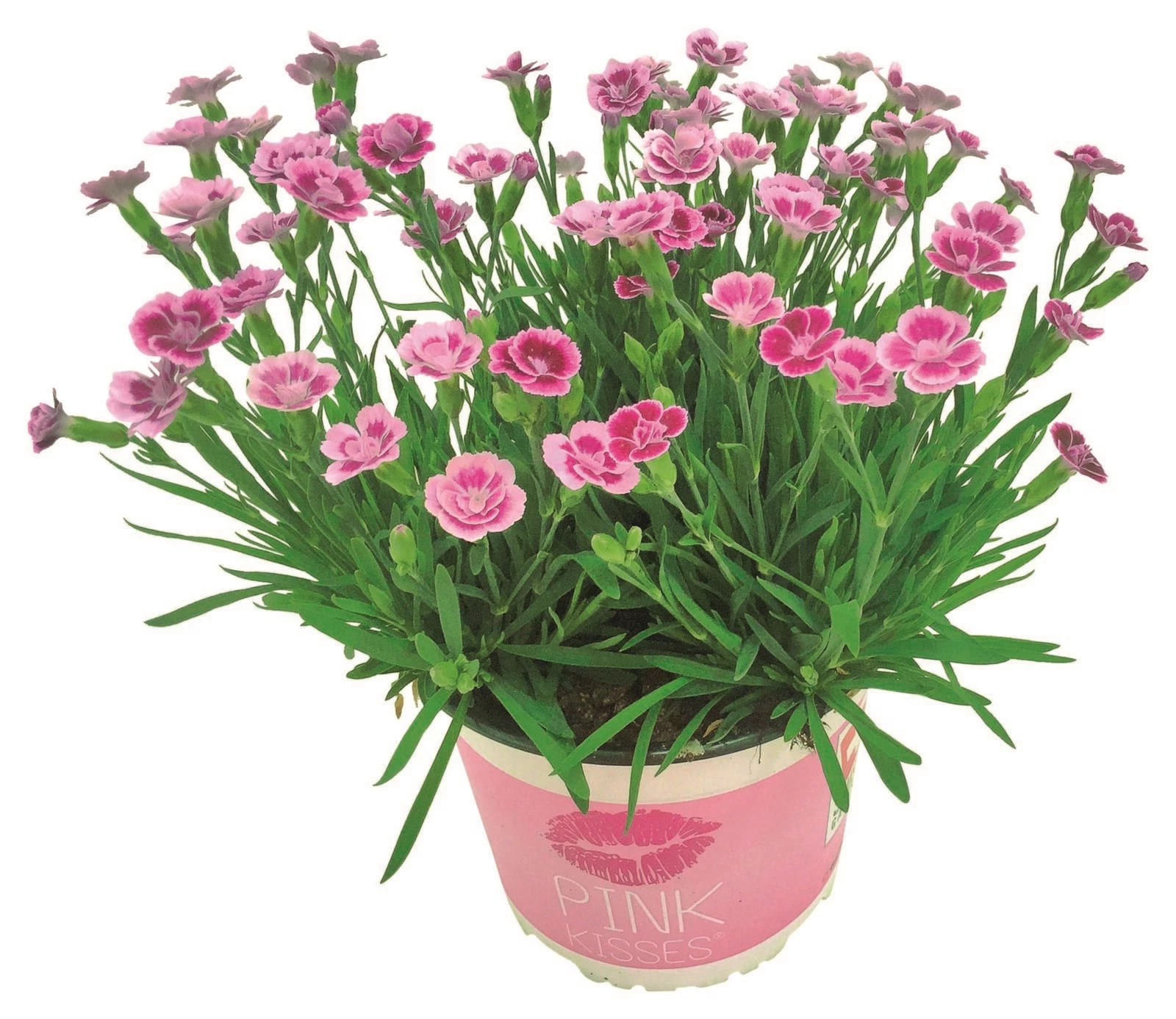 Dianthus Pink Kisses P12 cm