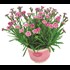 Dianthus Pink Kisses P12 cm