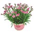 Dianthus Pink Kisses P12 cm