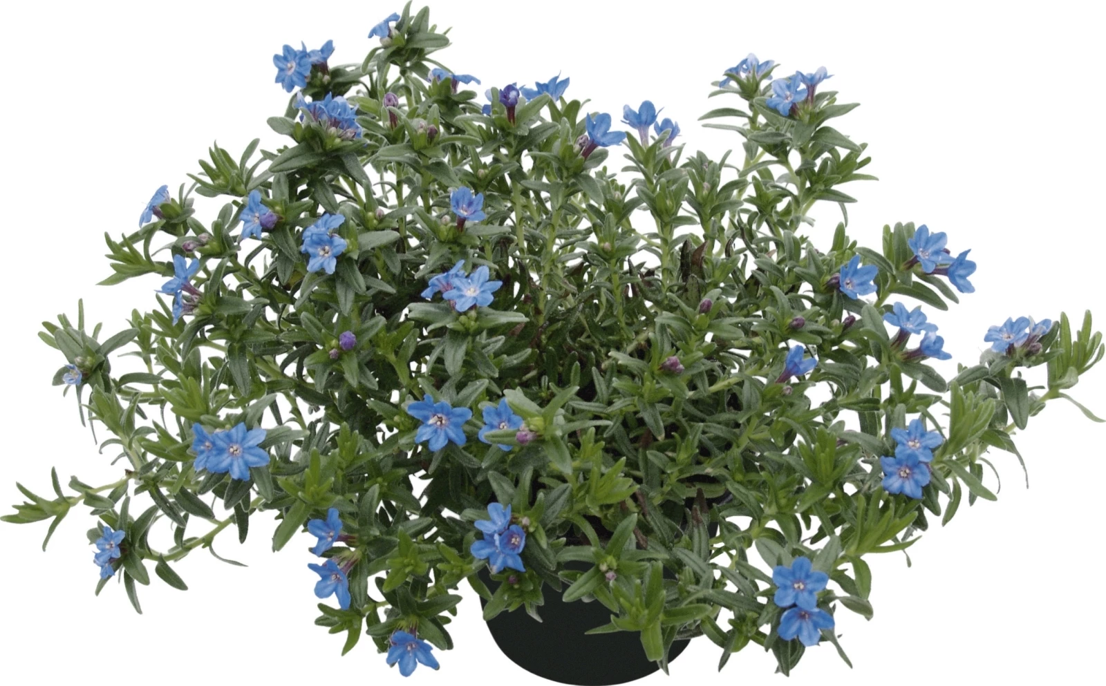 Lithodora P14 cm