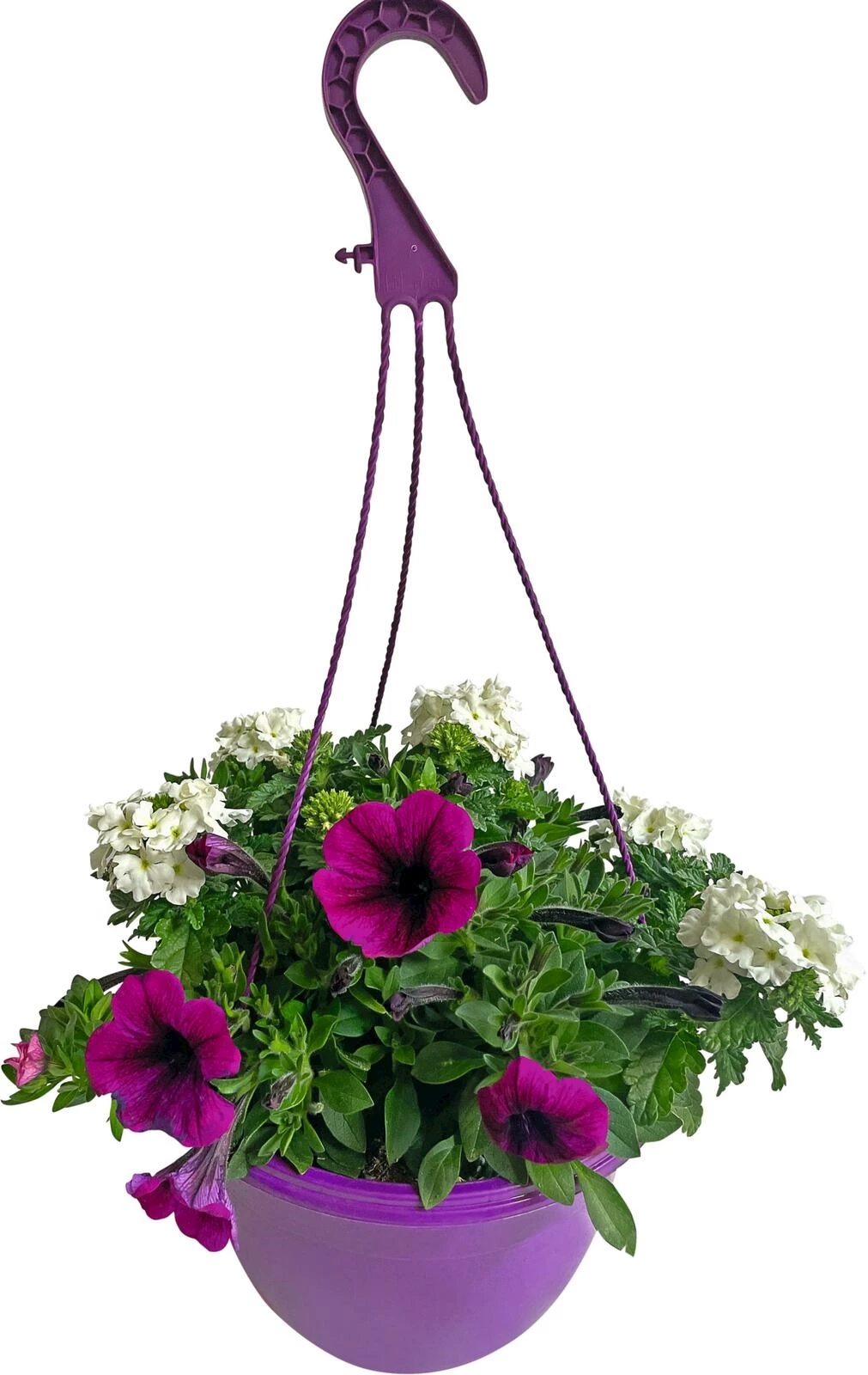 Sommerflor Ampeln Mix P25 cm