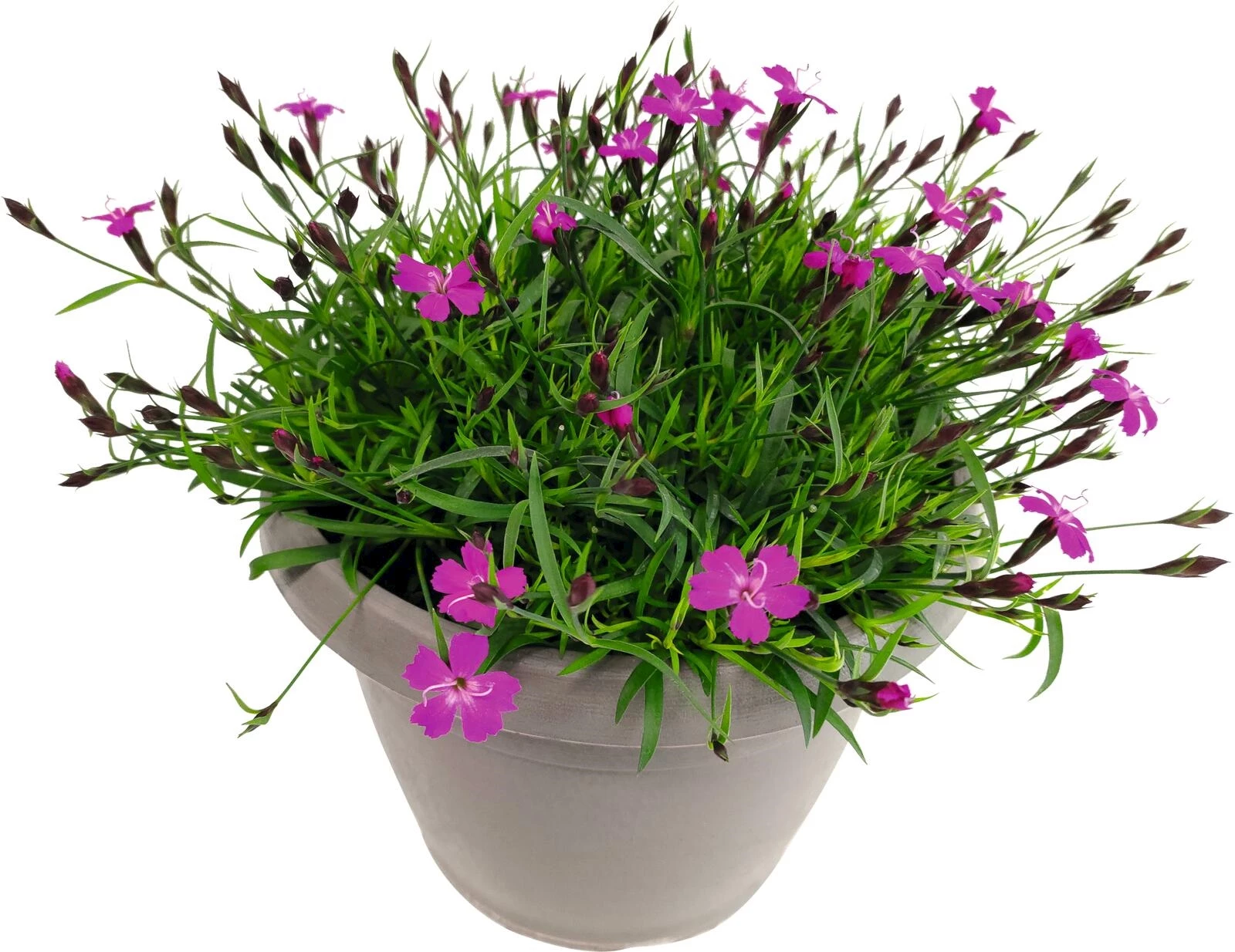 Oeillet parfumé robuste P23 cm