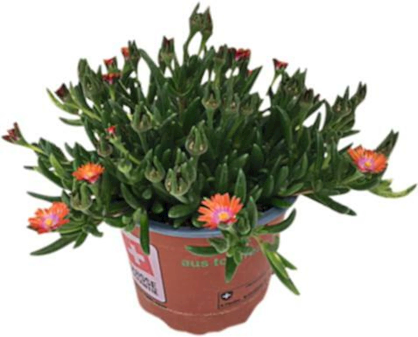 Delosperma P13 cm
