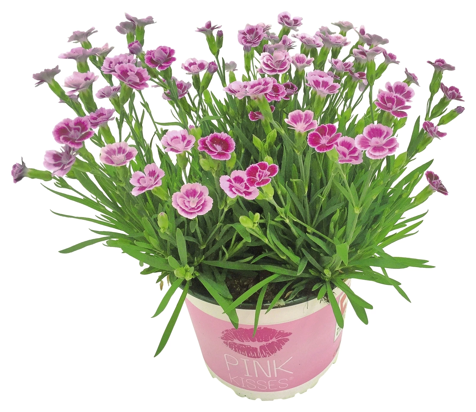Dianthus Pink kisses P17 cm