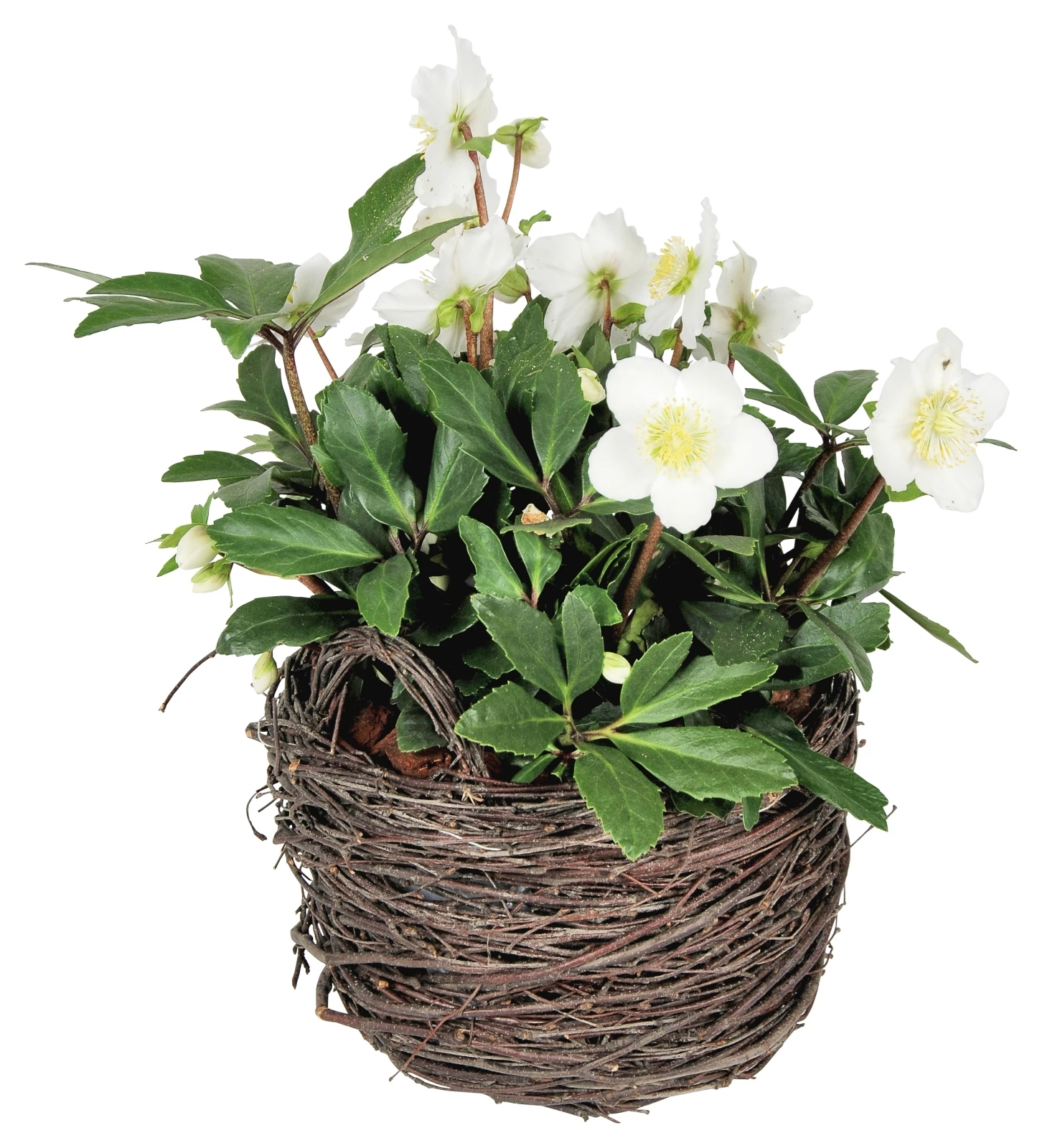 Helleboruskorb P16 cm